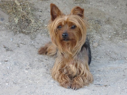 Esta es Kira, una yorkshire de tres años y medio, super sociable, tranquila pero a la vez juguetona :-)